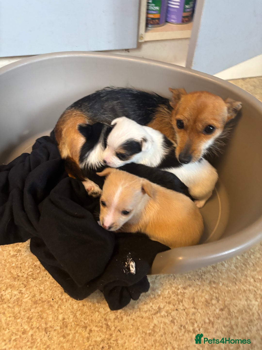 Jack Russell dogs for sale: Jack Russell puppies for sale - Image 1