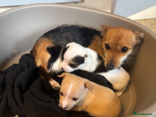 Jack Russell dogs - Advert 18