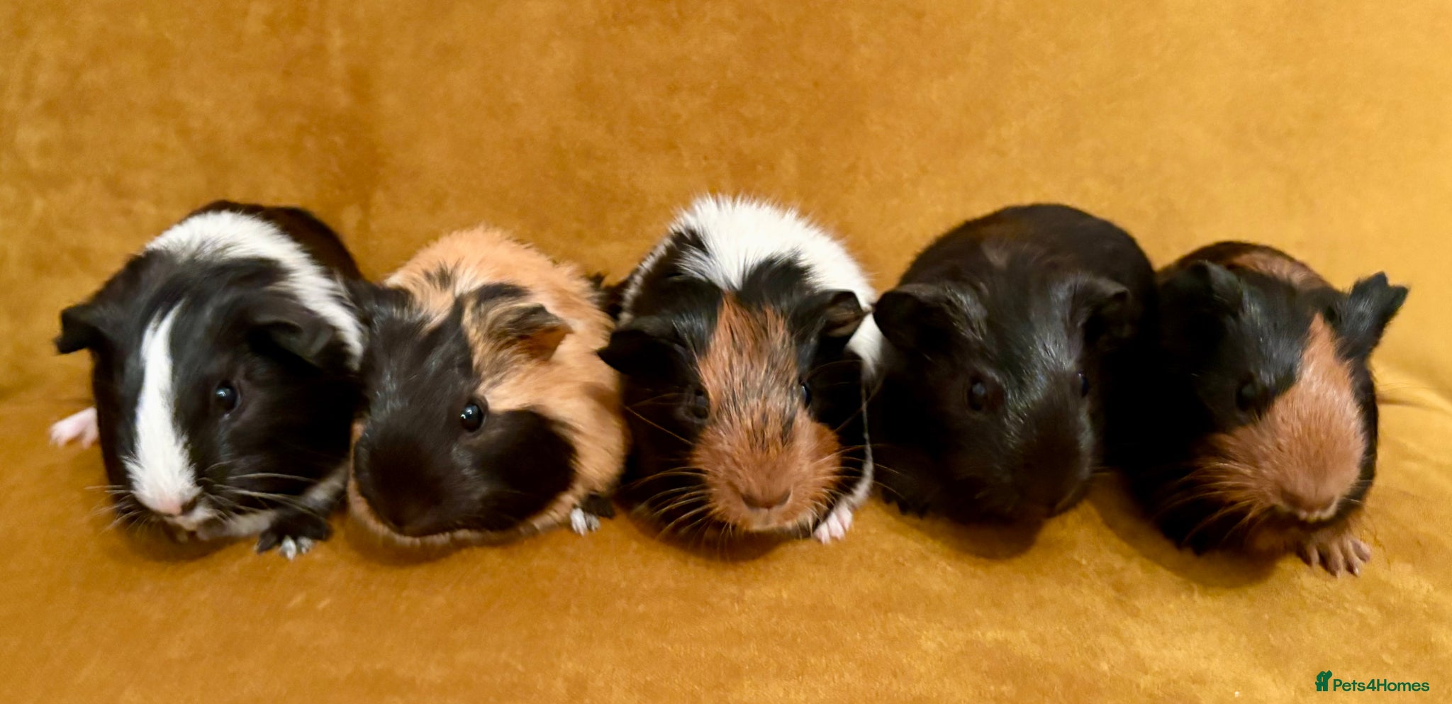 Guinea Pig rodents Baby guinea pigs - Advert 1