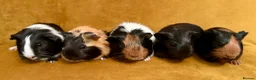 Guinea Pig rodents for sale: Baby guinea pigs in Oldham - Advert 1