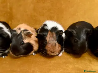 Guinea Pig rodents Baby guinea pigs - Advert 1