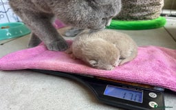 British Shorthair cats for sale: GCCF BSH Beautiful Kittens  - Image 7