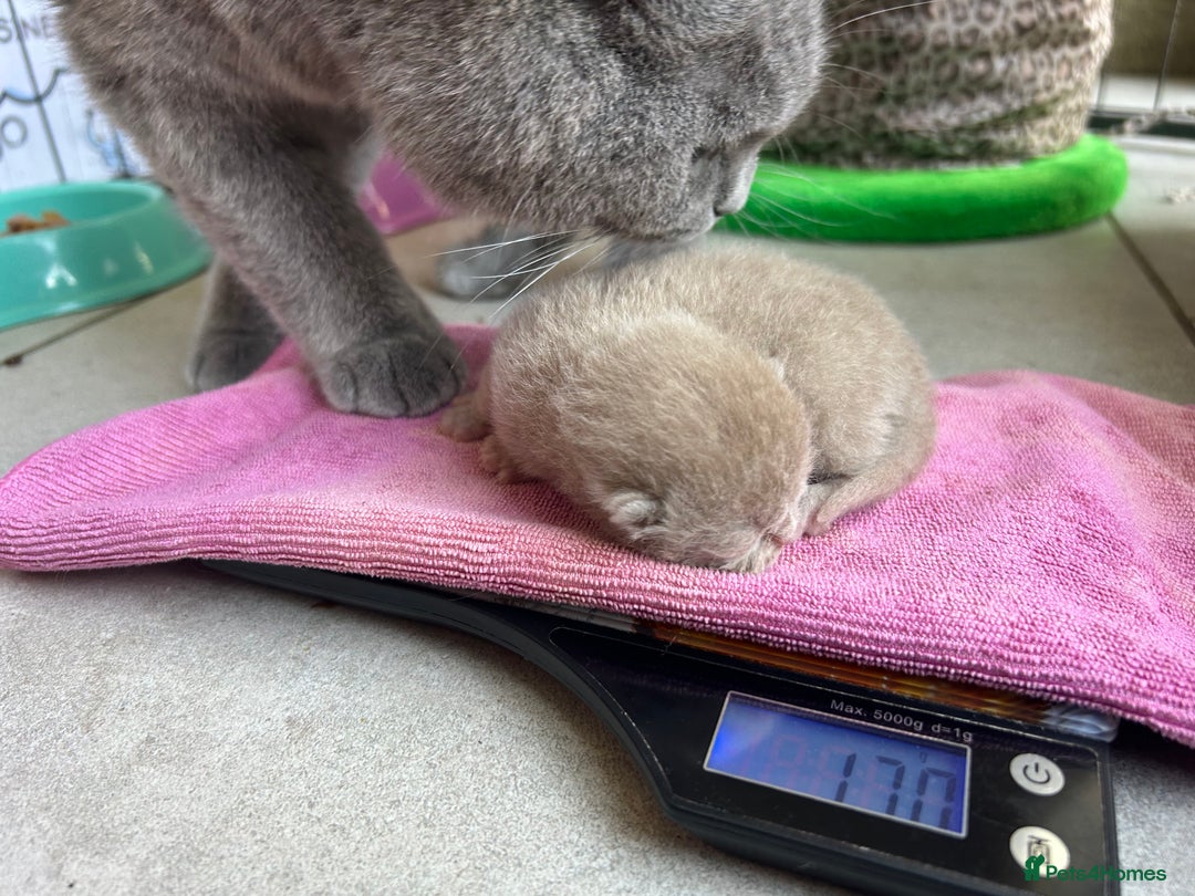 British Shorthair cats for sale: GCCF BSH Beautiful Kittens  - Image 7