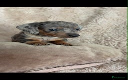 Dachshund dogs for sale: Kc reg miniature dachshund puppies - Image 5