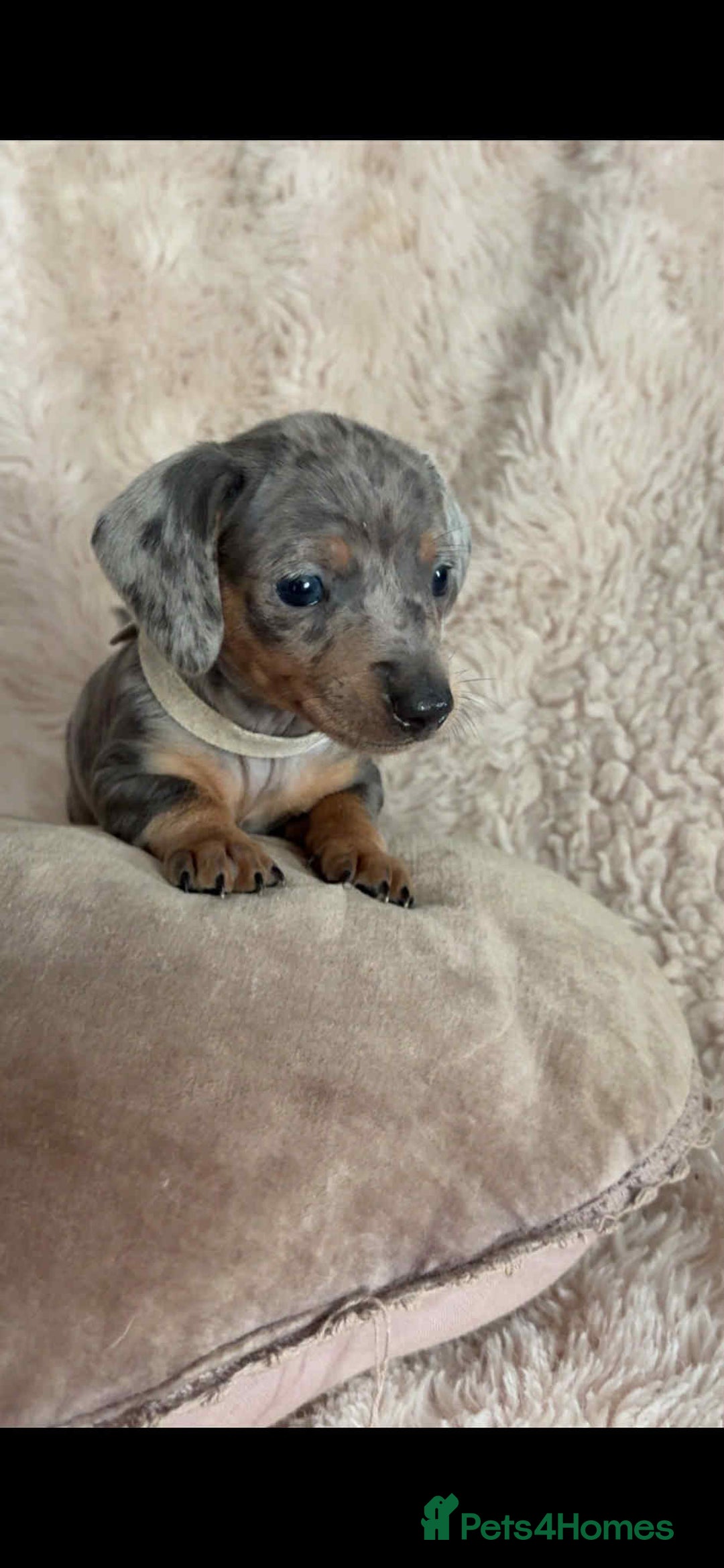 Dachshund dogs for sale: Kc reg miniature dachshund puppies - Image 5