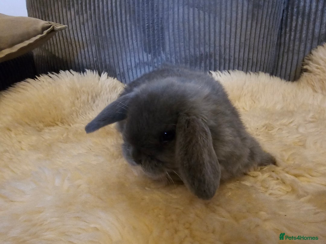 Mini Lop rabbits for sale: Pure bred mini lops  - Advert 7