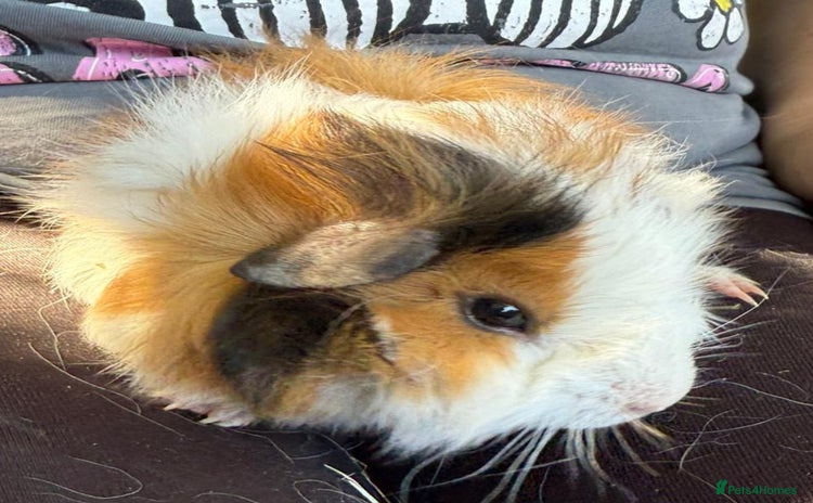 Guinea Pig rodents - Advert 10