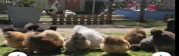 Chickens poultry for sale: 6 Silkie hatching eggs - Advert 10