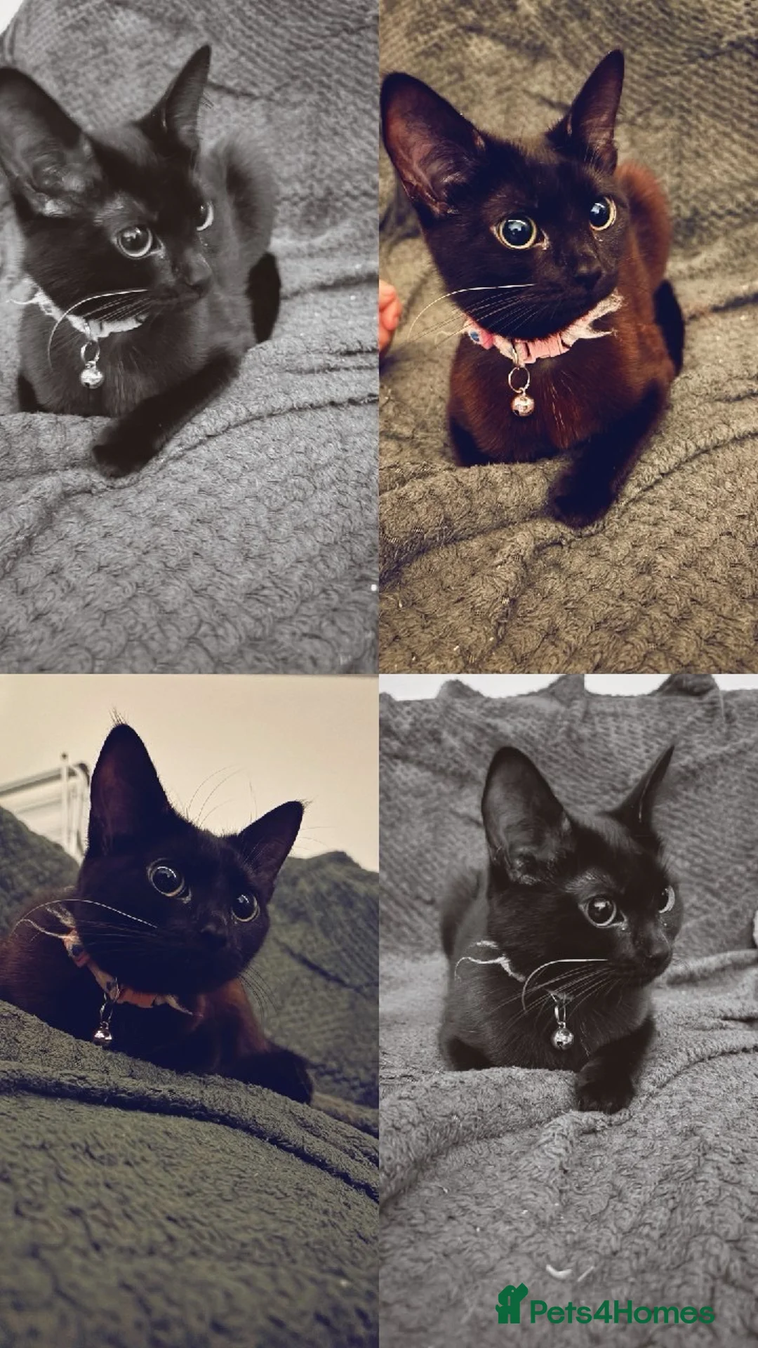 Mixed Breed cats for sale: Flo flo  - Advert 2