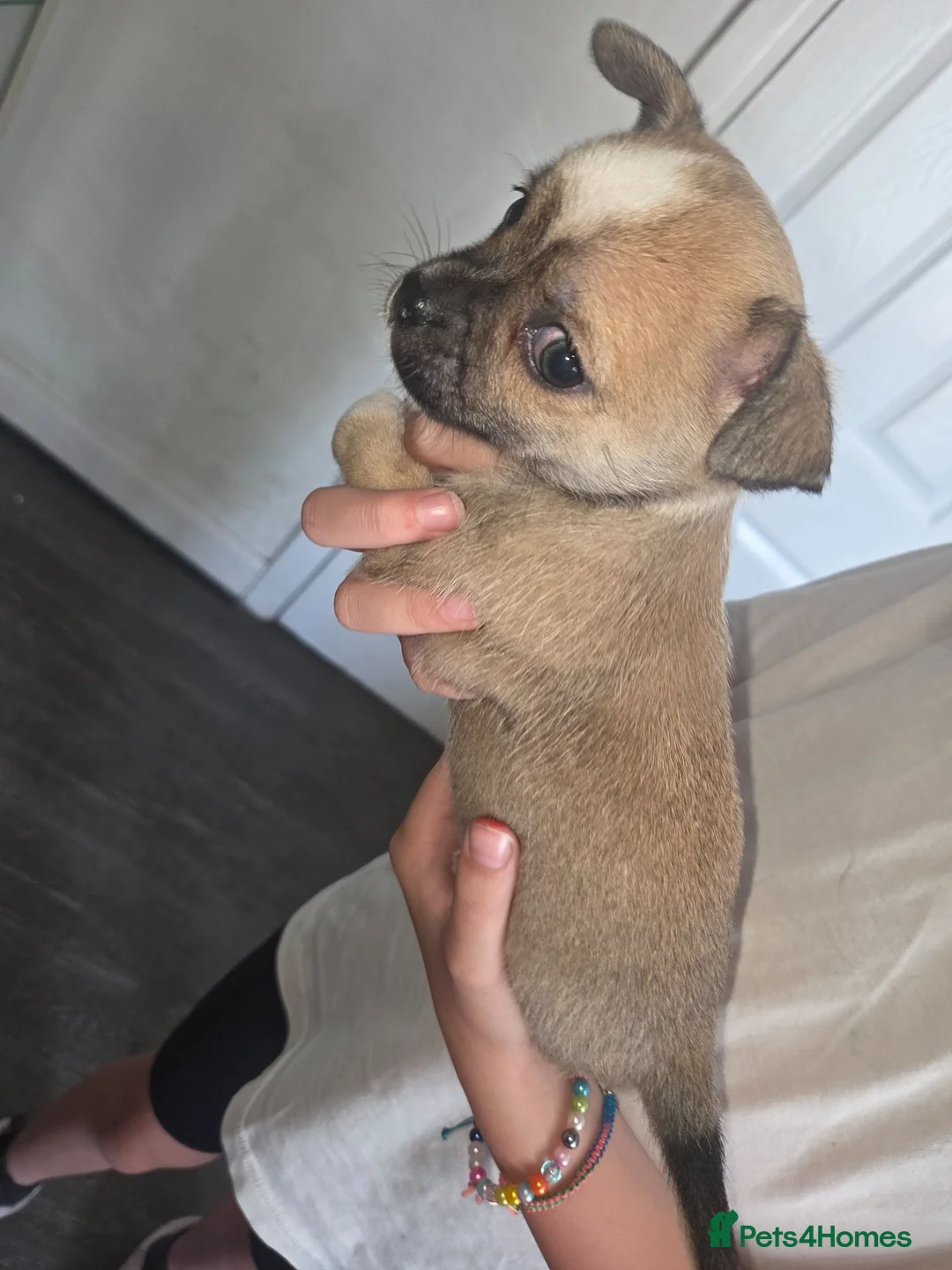 Chihuahua dogs for sale: Chihuahua puppies  - Advert 2