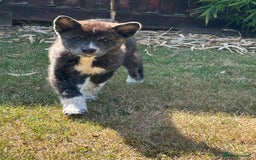 Japanese Akita Inu dogs for sale: Female Jap akita for sale - Image 3