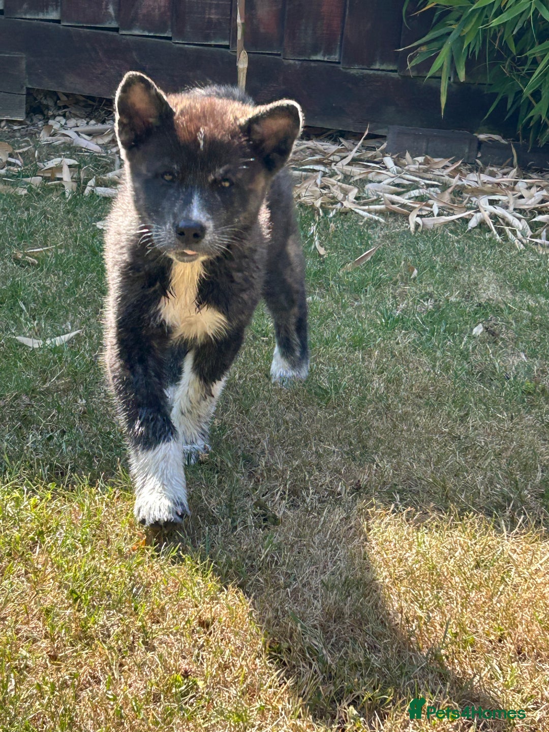 Japanese Akita Inu dogs for sale: Female Jap akita for sale - Image 3