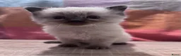 Ragdoll cats for sale: Ragdoll kittens  - Advert 2