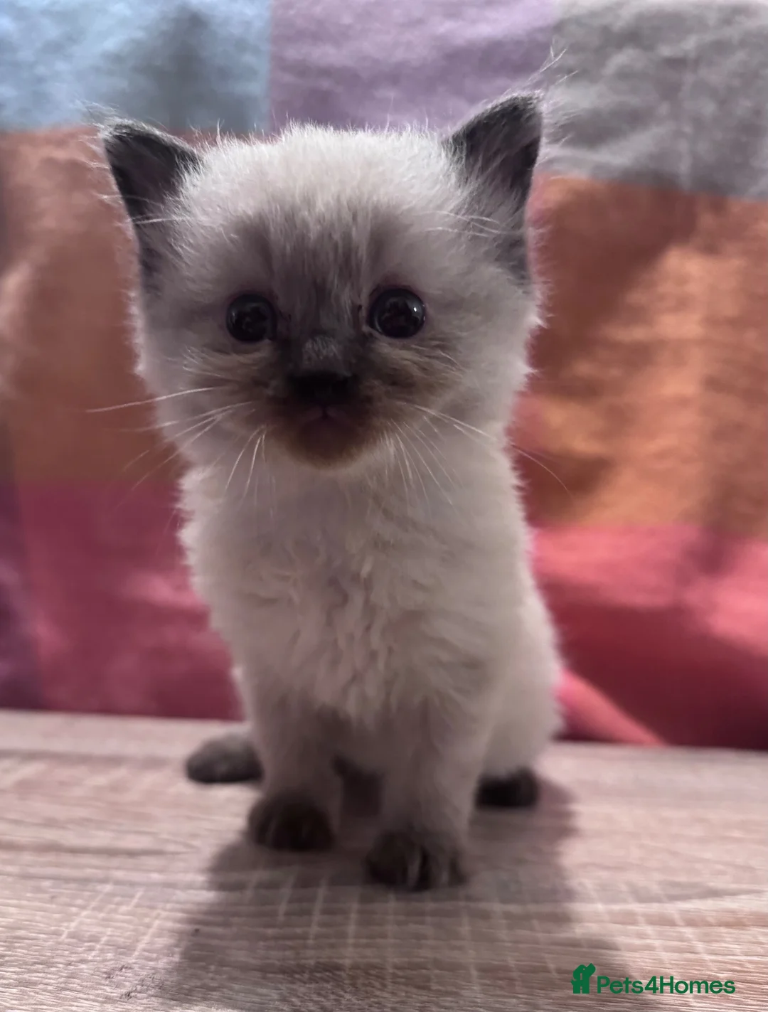 Ragdoll cats for sale: Ragdoll kittens  - Advert 2