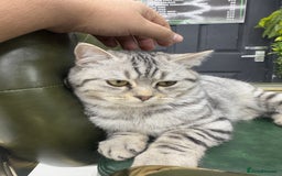 Scottish Fold cats for sale: Scottish fold beautiful Boy - Image 3