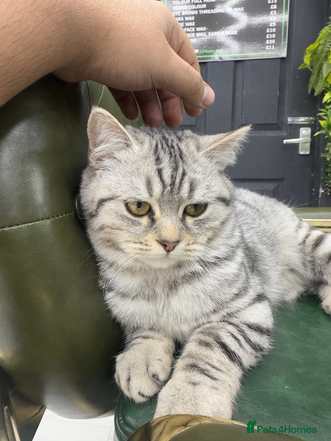 Scottish Fold cats for sale: Scottish fold beautiful Boy - Image 3