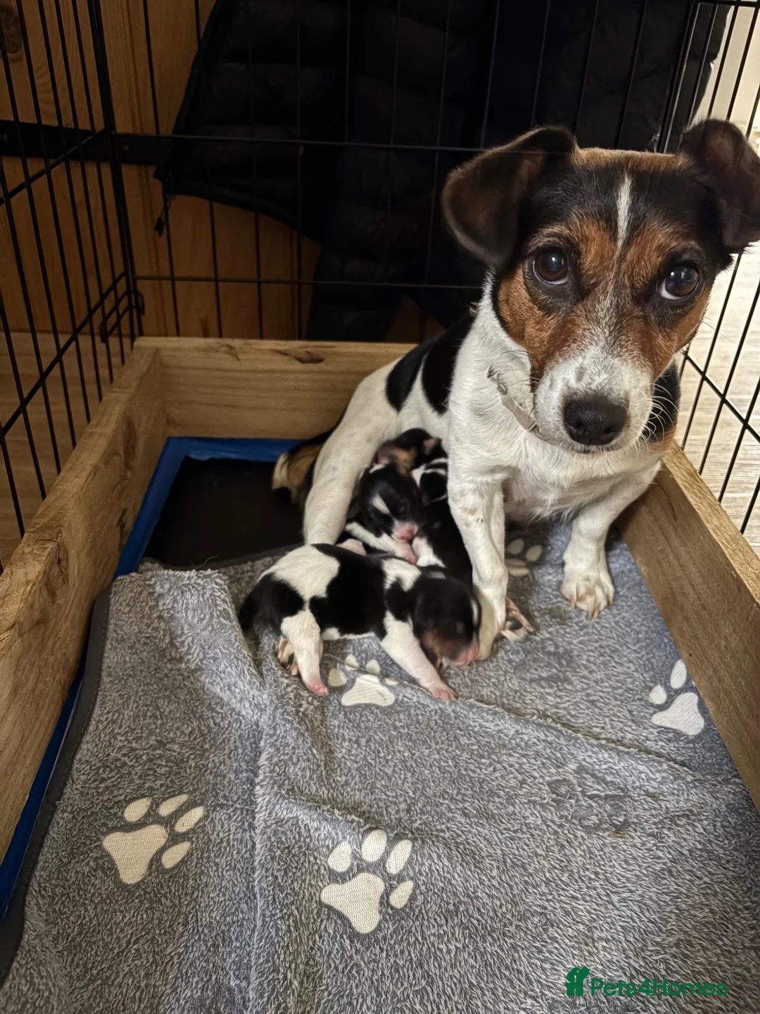Jack Russell dogs for sale: 2 Gorgeous male Jackrussel  puppies for sale  in Wigton - Advert 14