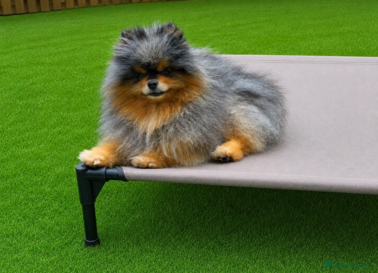 Pomeranian dogs Black & cherry tan merle stud 🌈🍊 - Advert 1
