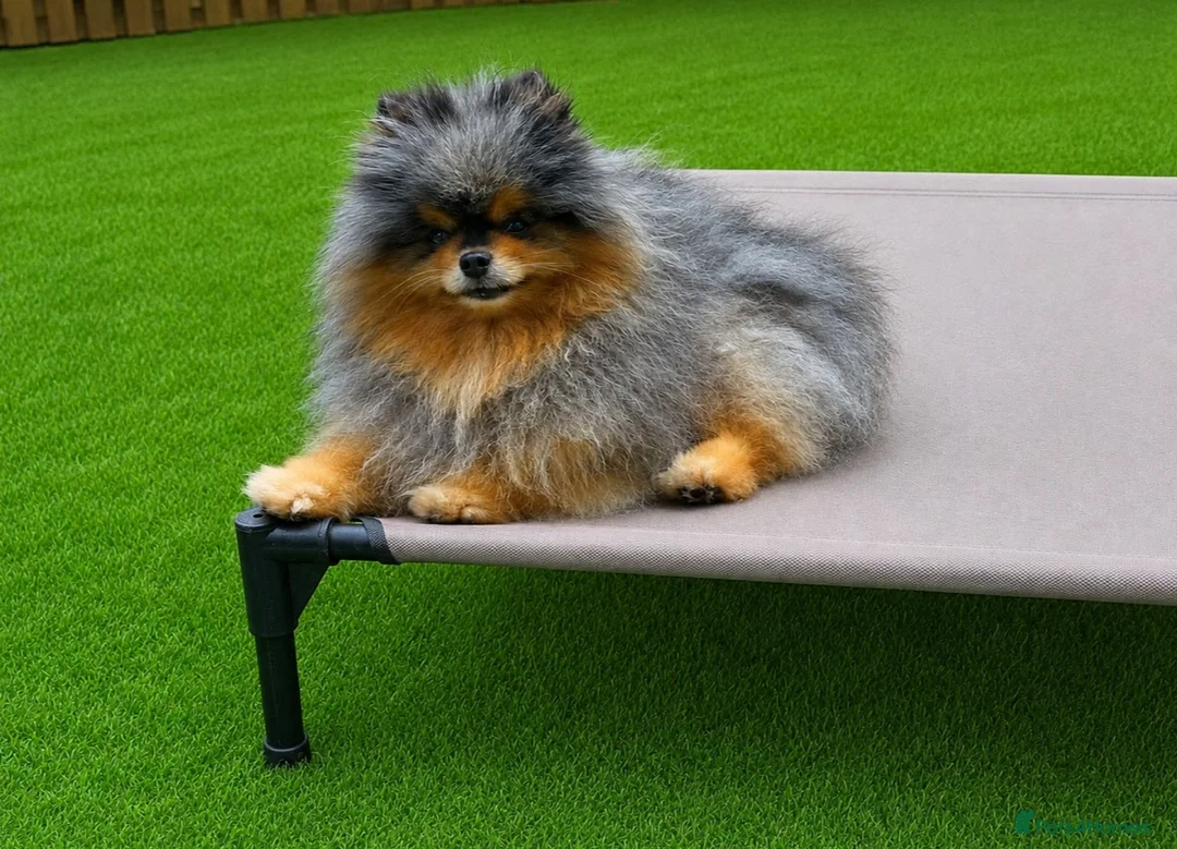 Pomeranian dogs for stud: Black & cherry tan merle stud 🌈🍊 - Advert 1