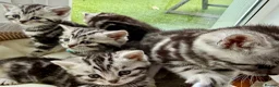 British Shorthair cats for sale: GCCF Rare Show Quality BSH Silver Tabby Kittens  - Advert 9