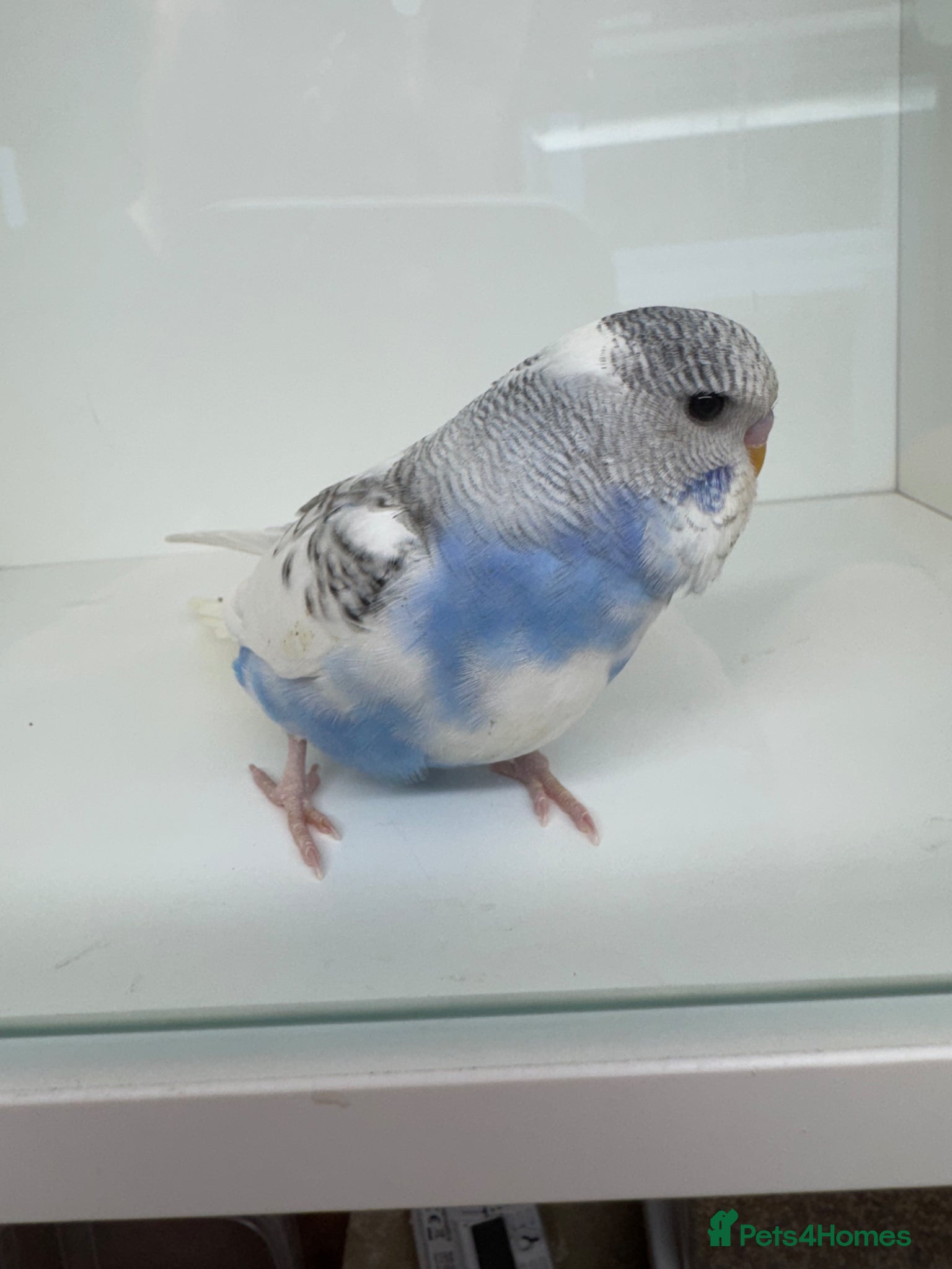 Budgerigars birds Beautiful baby budgies for sale - Advert 10