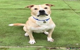 Mixed Breed dogs for adoption: Meet Balagan, currently residing in Merseyside  - Image 2