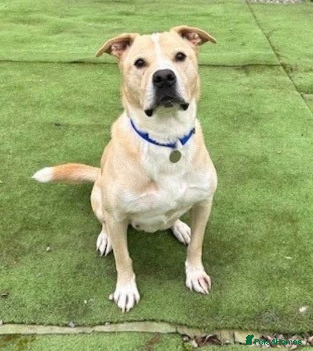 Mixed Breed dogs for adoption: Meet Balagan, currently residing in Merseyside  - Image 2