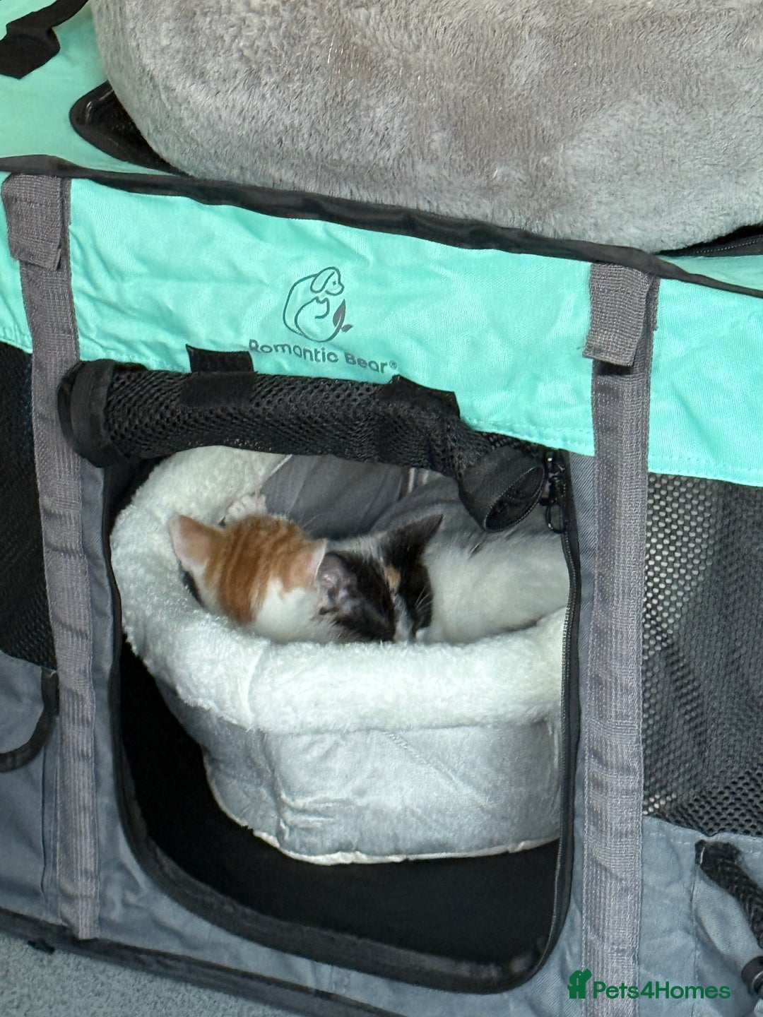 Mixed Breed cats for sale: Unfortunate Sale - Image 7