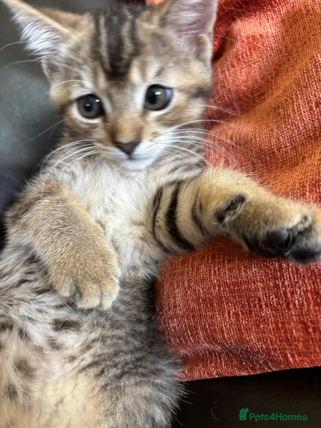 Mixed Breed cats for sale: Last 6 persian mix kittens ready now - Image 14