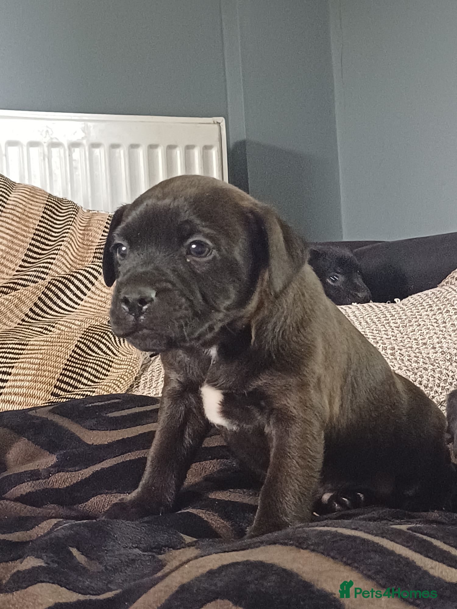 Patterdale Terrier dogs for sale: Stunning patterdale terriers  - Advert 1