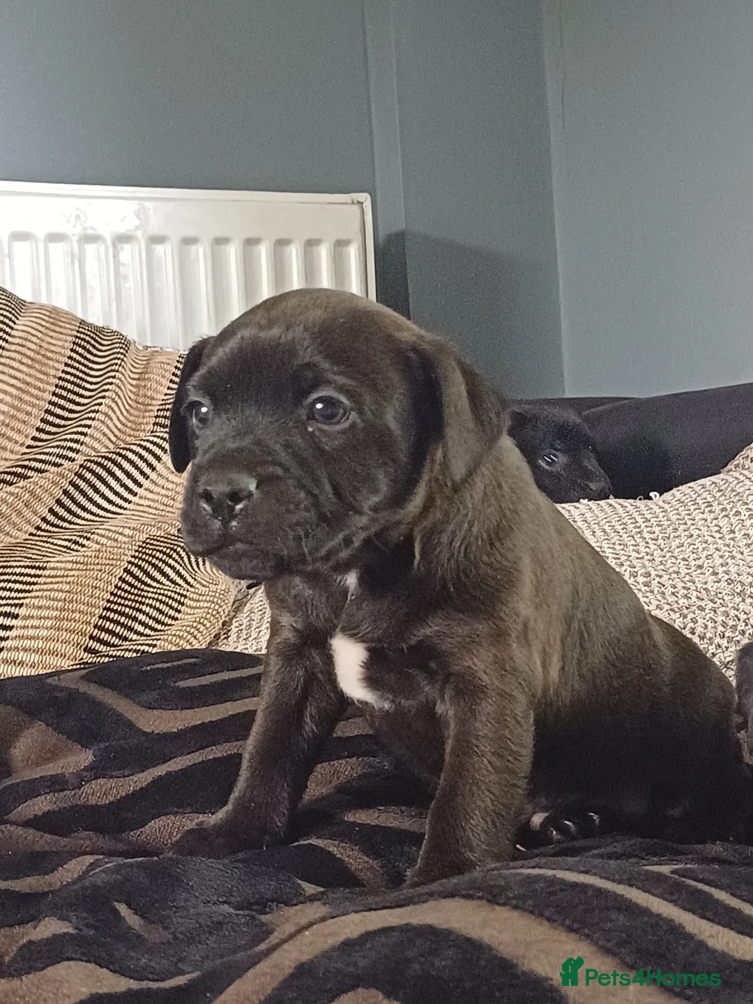 Patterdale Terrier dogs for sale: Stunning patterdale terriers  - Advert 1