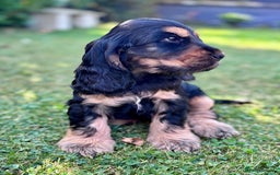 Cocker Spaniel dogs for sale: Beautiful pedigree show type cocker spaniels - Image 5