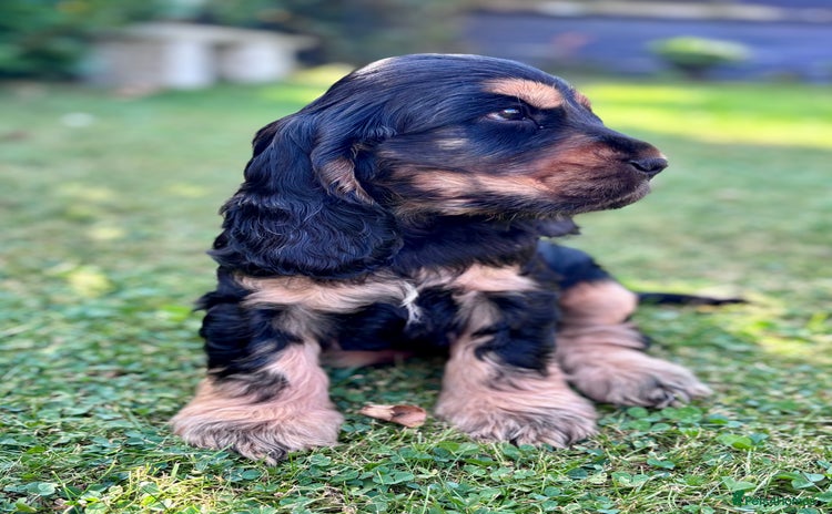Cocker Spaniel dogs - Advert 6