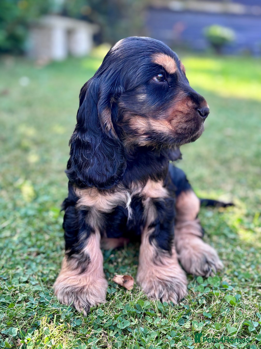 Cocker Spaniel dogs for sale: Beautiful pedigree show type cocker spaniels - Image 5