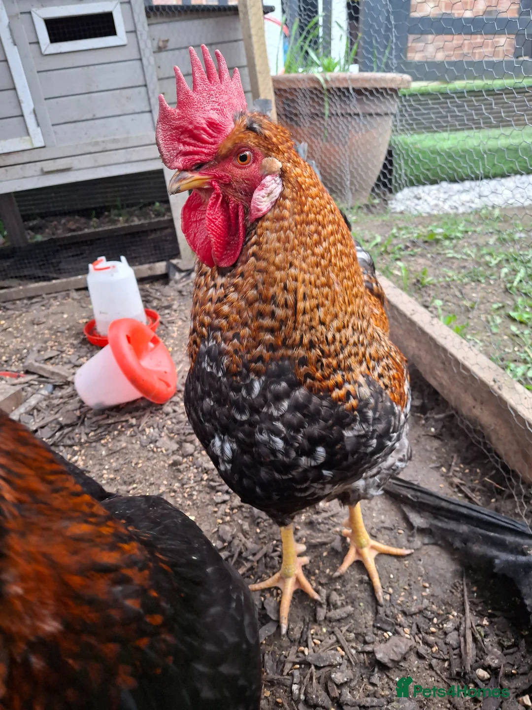 Chickens poultry for sale: Cockerel for sale - Advert 2