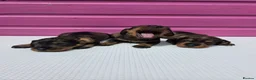 Dachshund dogs for sale: KC Reg Standard Wire-haired Dachshund Puppies - Advert 5