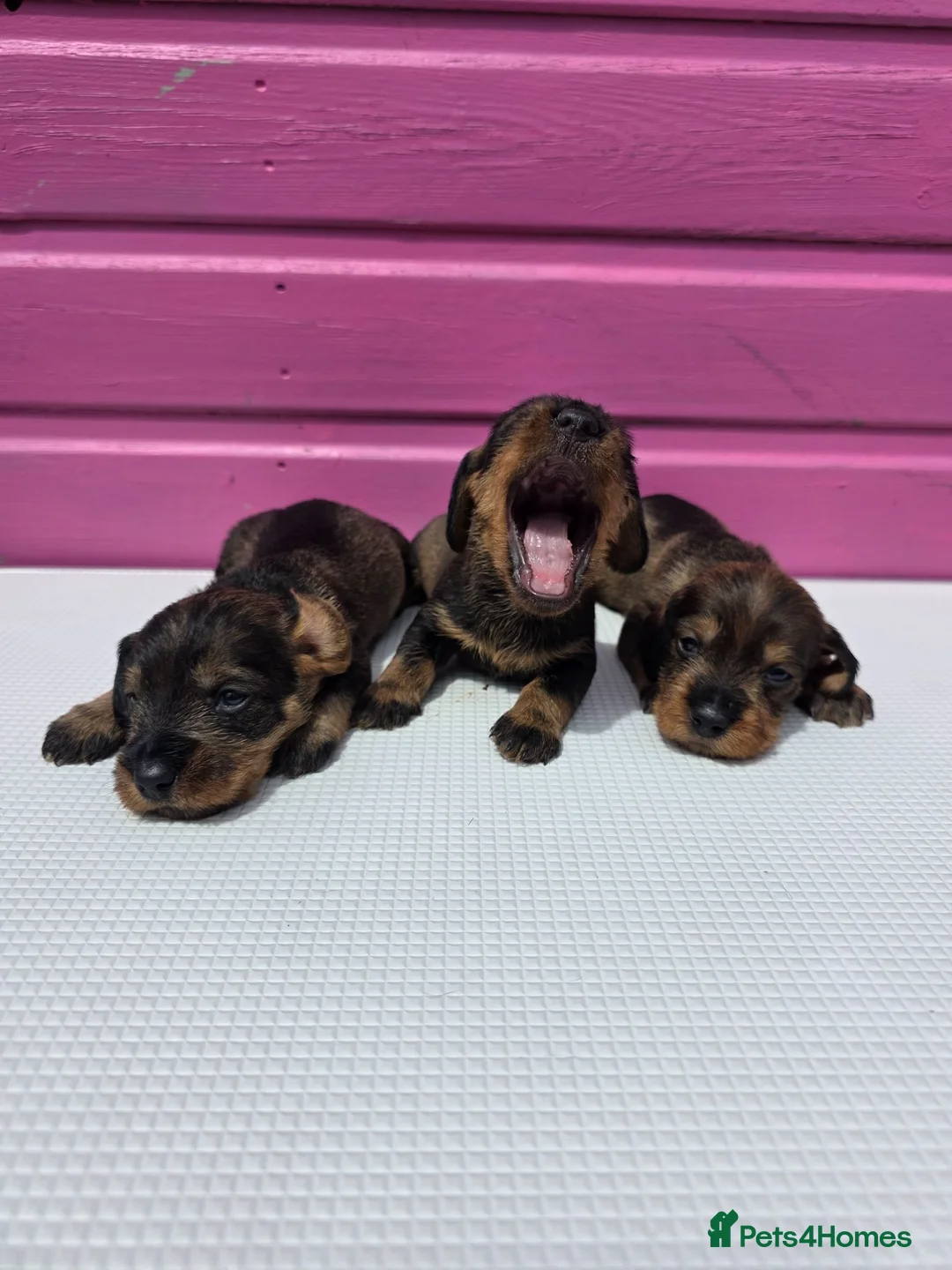 Dachshund dogs for sale: Standard Wire-haired Dachshund Puppies - Advert 2