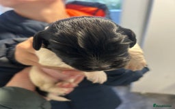 English Springer Spaniel dogs for sale: KC registered Springer spaniels puppies  - Image 33