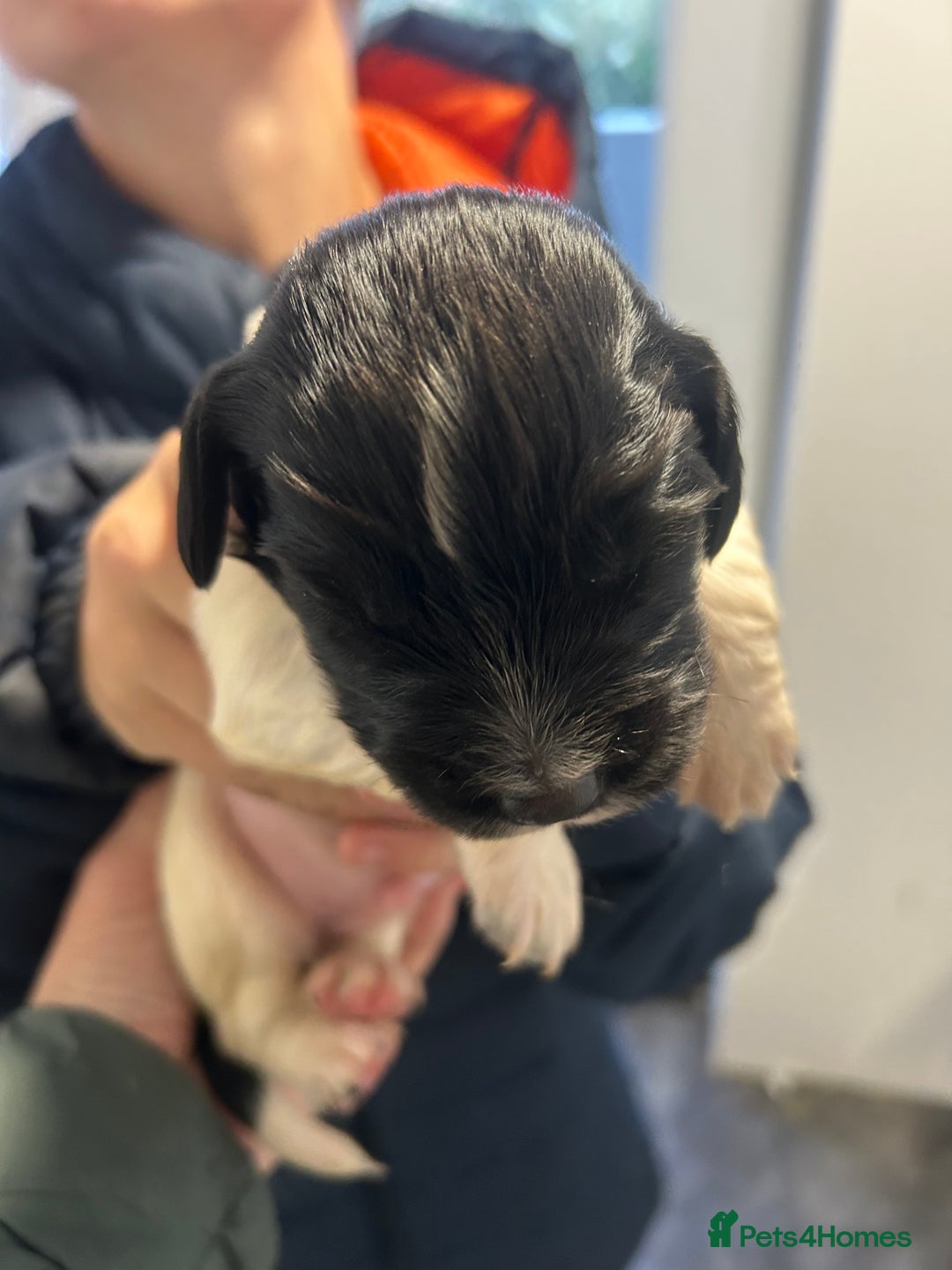 English Springer Spaniel dogs for sale: KC registered Springer spaniels puppies  - Image 33
