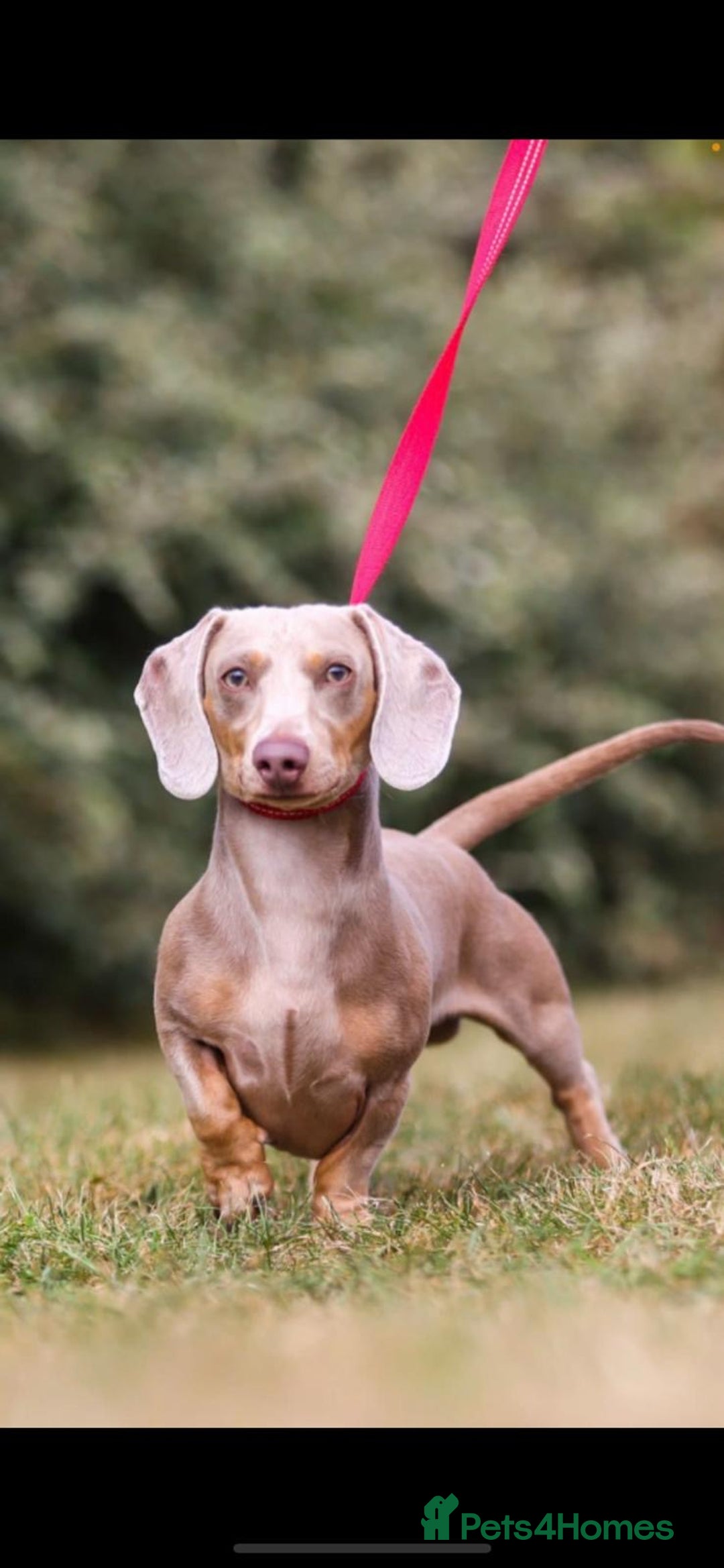 Miniature Dachshund dogs for stud: Kc reg miniature dachshunds for stud  - Image 4