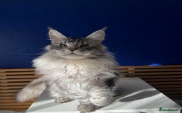 Maine Coon cats for sale: Beautiful Bonded Maine Coon Pair + Single. - Image 7