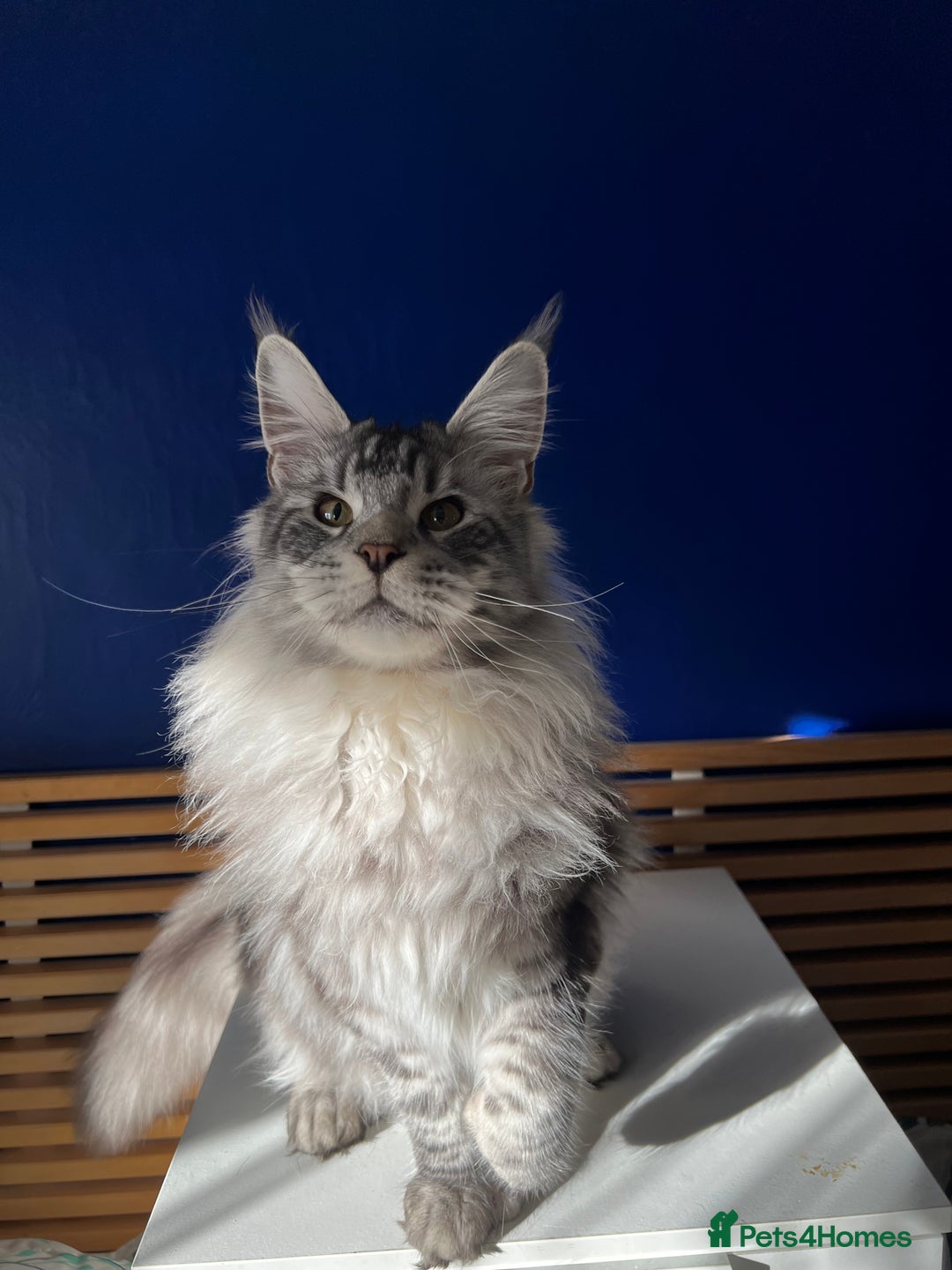 Maine Coon cats for sale: Beautiful Bonded Maine Coon Pair + Single. - Image 7