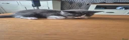 Mixed Breed cats for sale: 3 MALE KITTENS AVAILABLE NOW - Advert 5