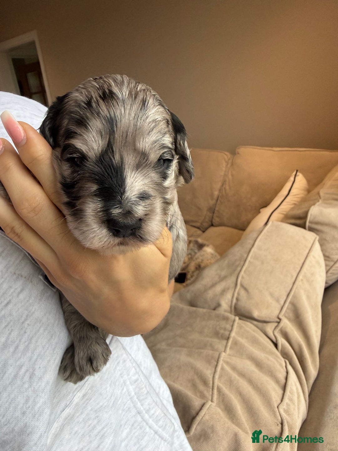 Cockapoo dogs for sale: Merle F1B Cockapoo Puppies - Image 20