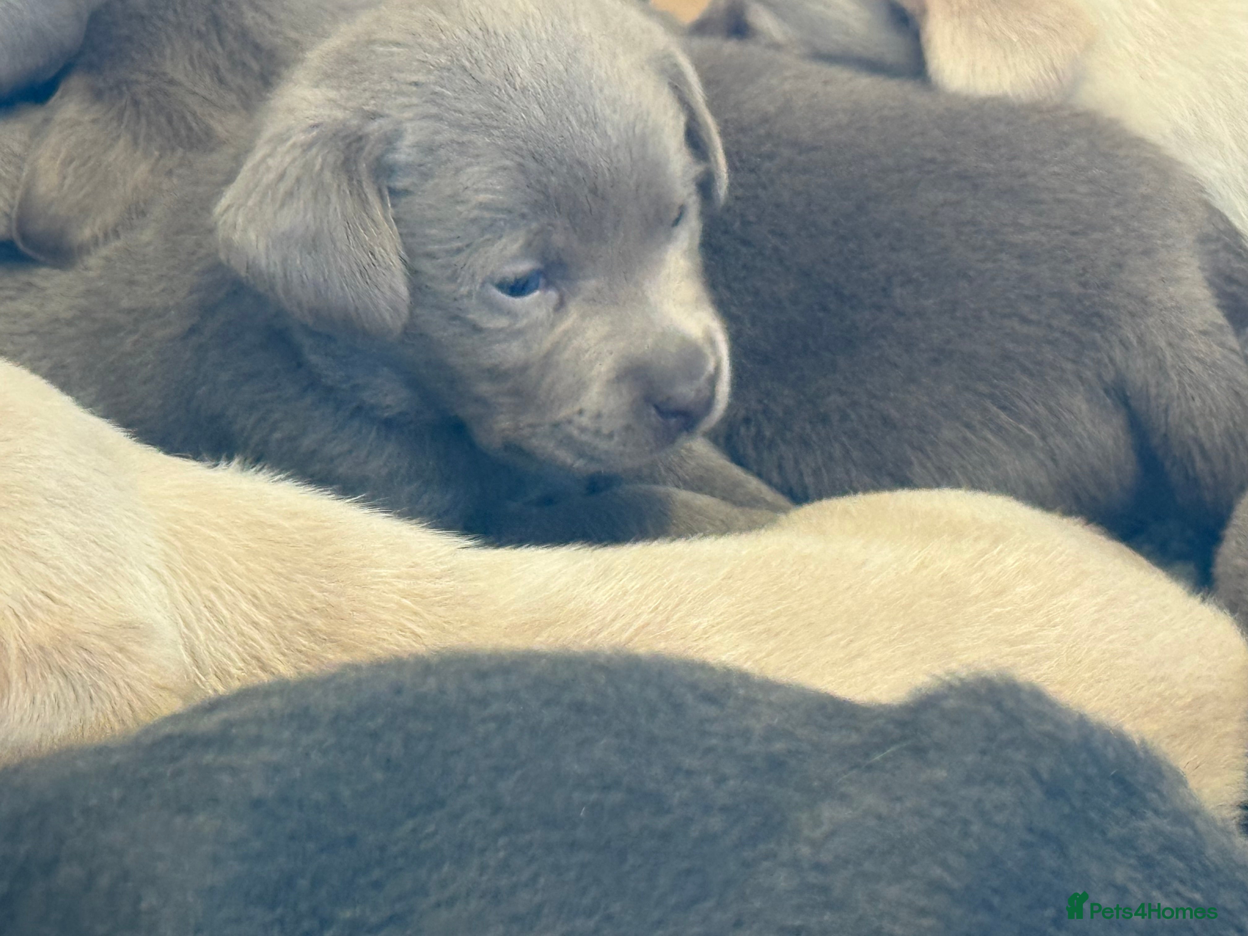 Labrador Retriever dogs KC SILVER-CHARCOAL-CHAMPAGNE Labradors  - Advert 1