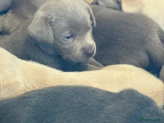 Labrador Retriever dogs KC SILVER-CHARCOAL-CHAMPAGNE Labradors - Advert 1