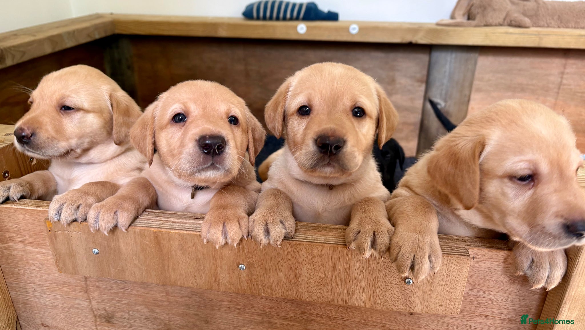 Labrador Retriever dogs 🐾 Beautiful Labrador Puppies 🐾  - Advert 14