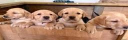 Labrador Retriever dogs for sale: 🐾Beautiful Labrador Puppies - 1 LEFT 🐾  - Advert 3