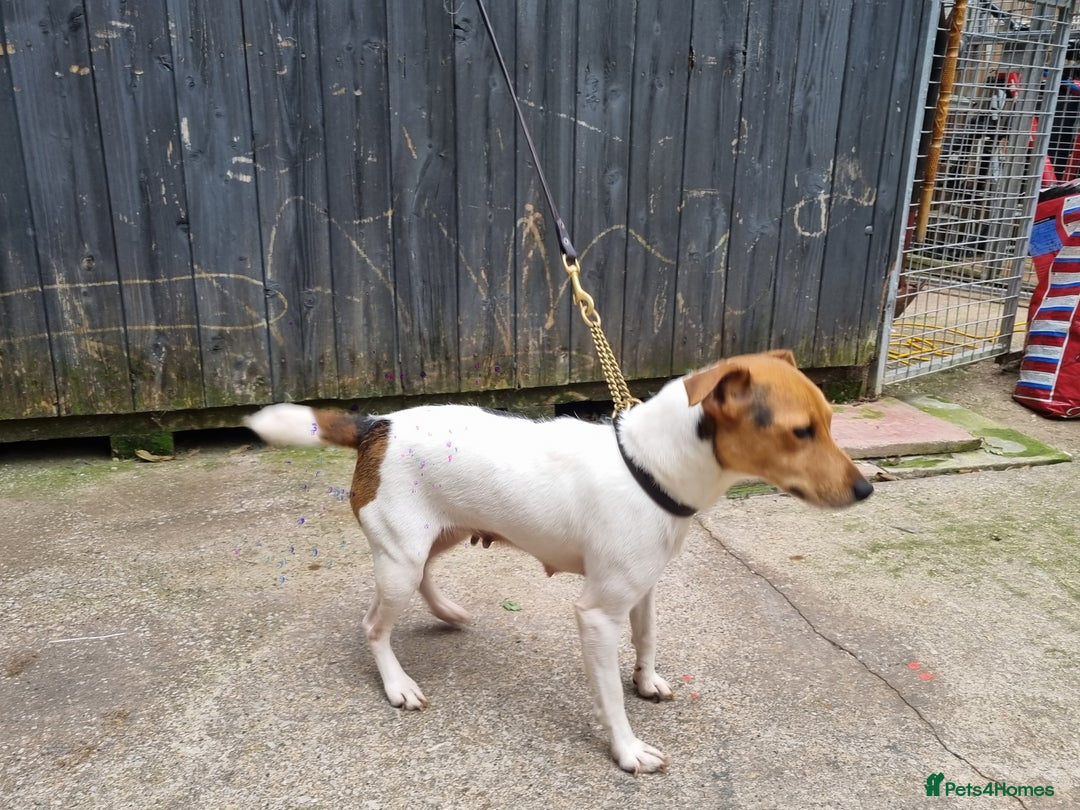 Jack Russell dogs for sale: True to type jackrussell pups  - Image 8