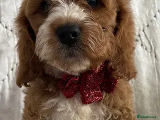 Cockapoo dogs AMAZING HEALTH CLEAR F1 COCKAPOO - Advert 13